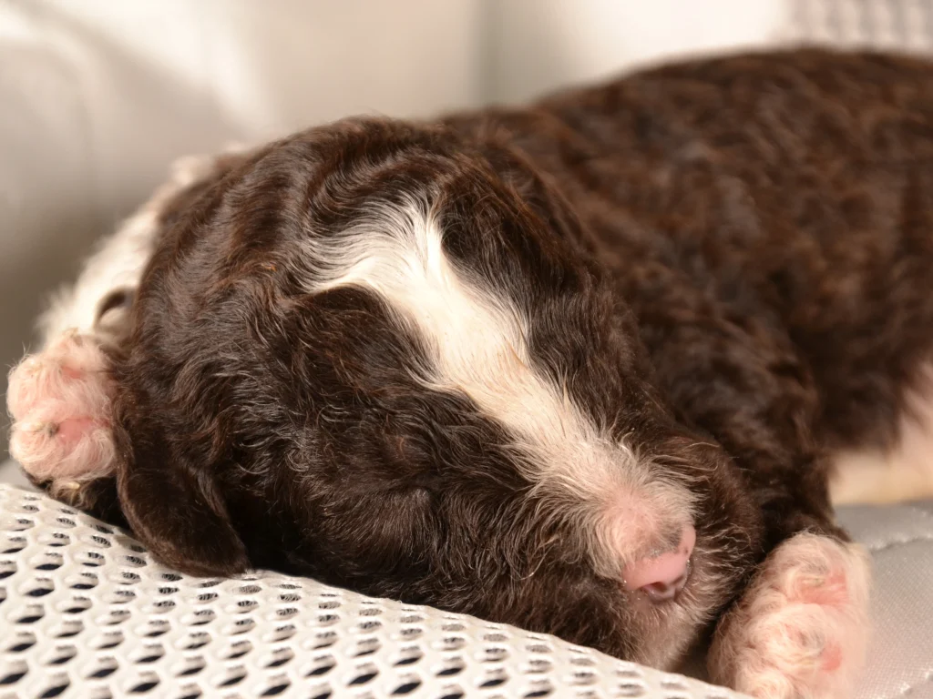 Kingston the royal brown&white giantpoodle puppy