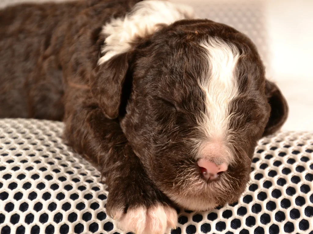 Kingston the royal brown&white poodle puppy boy