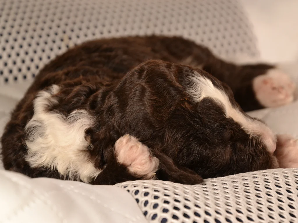 Kingston the royal brown&white poodle puppy