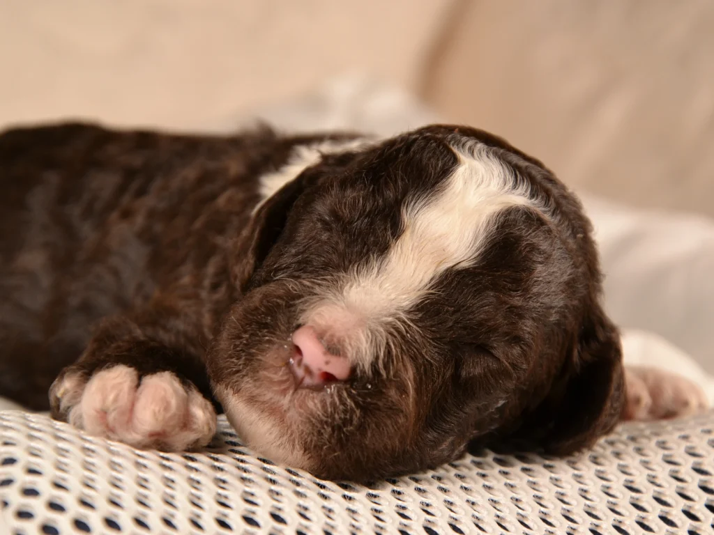 Kingston the royal brown&white standard poodle puppy