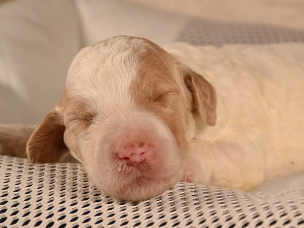 Kinsley the red&white giantpoodle puppy
