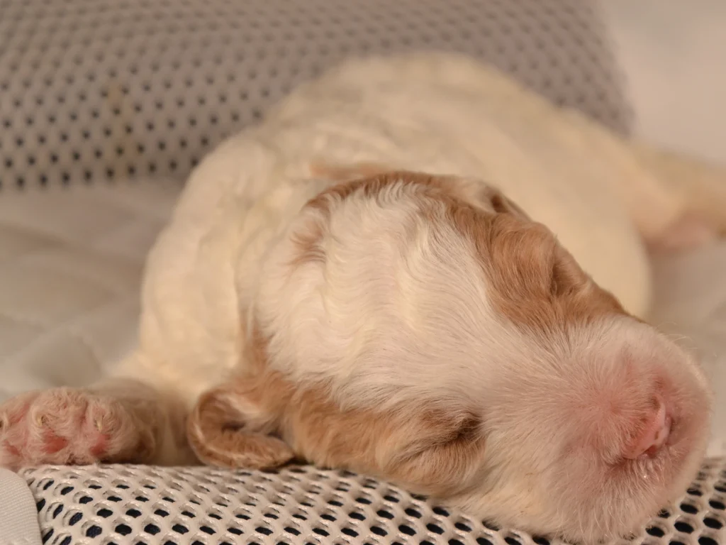 Kinsley the red&white poodle puppy girl