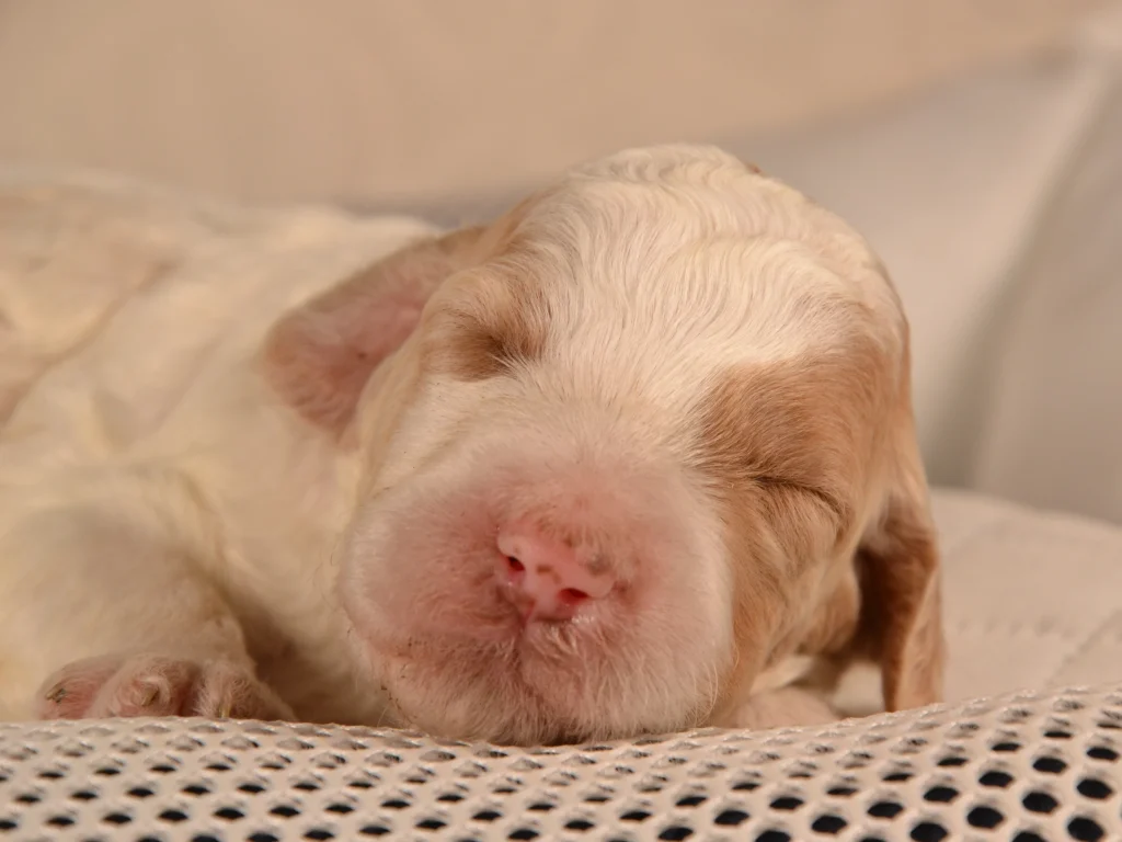 Kinsley the red&white poodle puppy