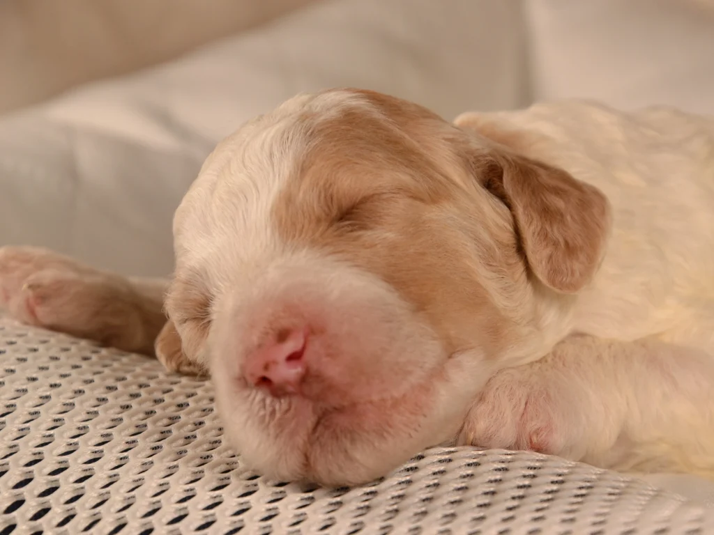 Kinsley the red&white standard poodle puppy