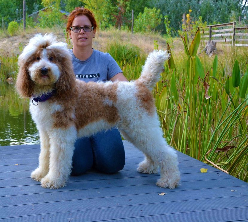 Lina our red white standard poodle female