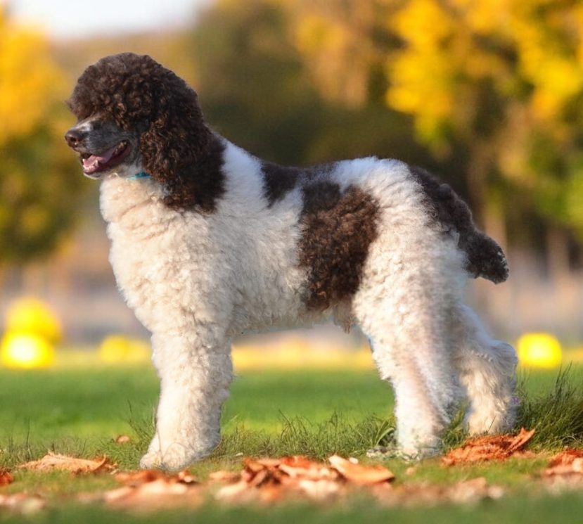 Prince the brown & white particolor standard poodle male