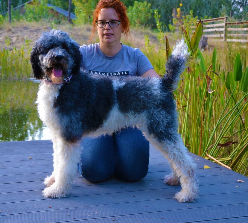 Nicole standard poodle female in silver white multicolor pattern