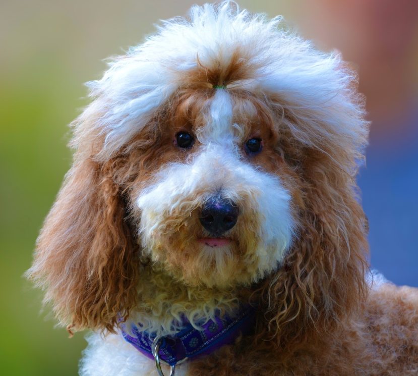 Lina, what a beautiful doll red white giant poodle girl's head